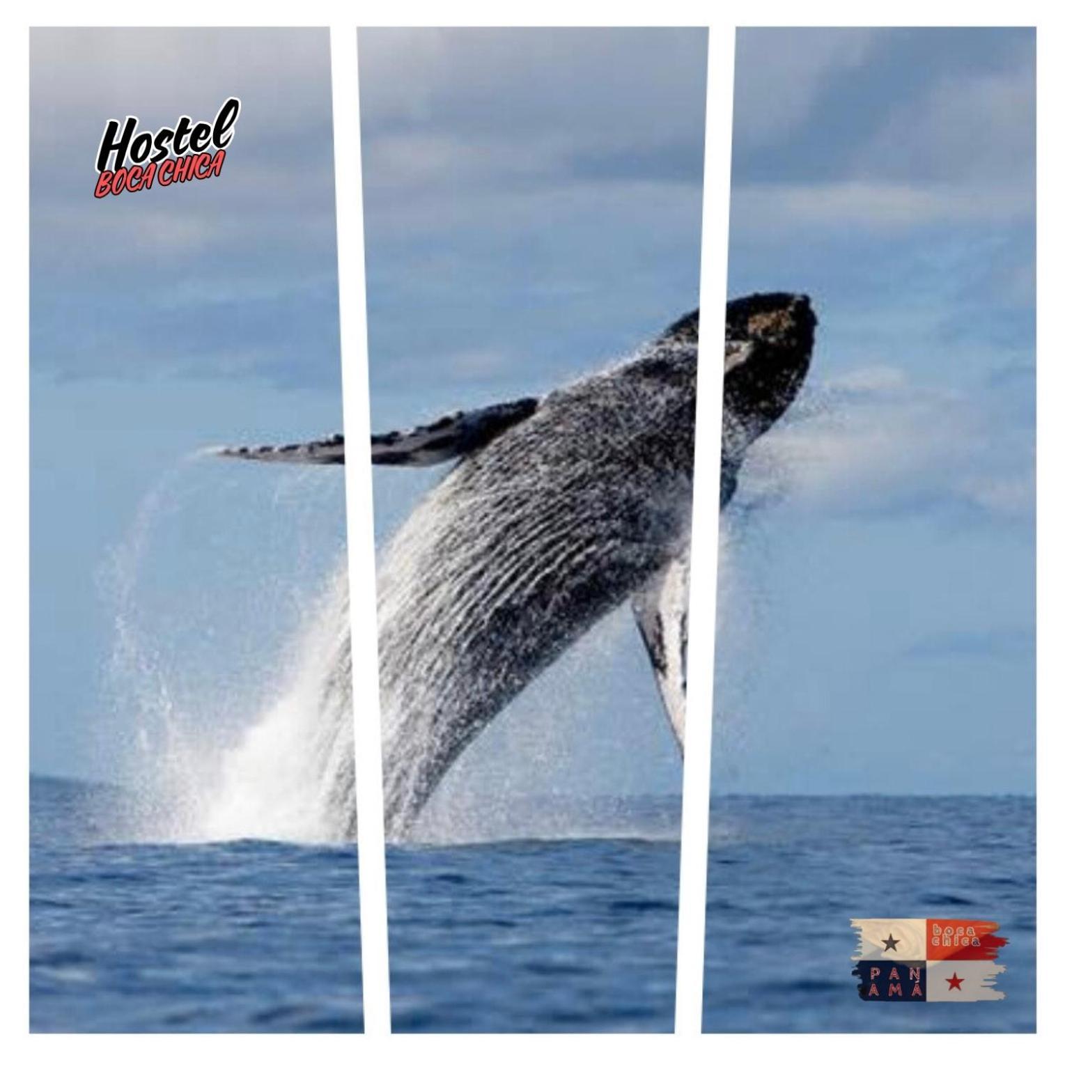 Hostel Boca Chica Εξωτερικό φωτογραφία